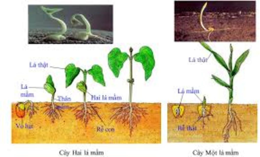 so-sanh-lop-1-la-mam-va-2-la-mam-cho-vi-du-minh-hoa