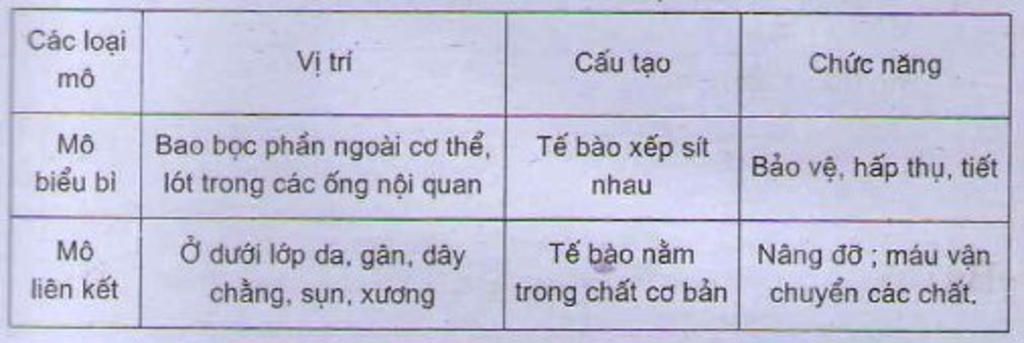 so-sanh-mo-bieu-bi-va-mo-co-neu-su-giong-nhau-va-khac-nhau-nha-ctlhn-lun