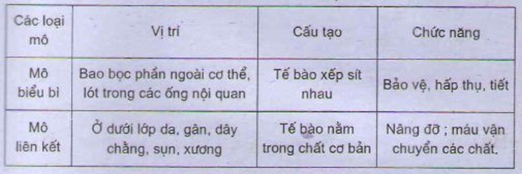 so-sanh-mo-bieu-bi-va-mo-lien-ket-ve-vi-tri-cua-chung-trong-co-the-va-su-ap-ep-te-bao-trong-hai