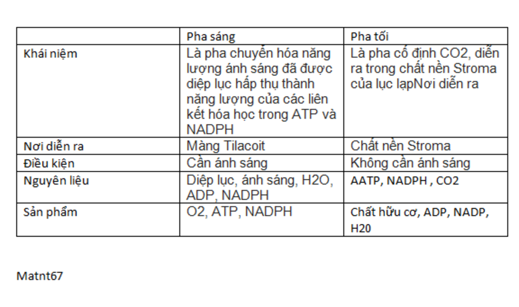 so-sanh-pha-sang-va-pha-toi-trong-quanh-hop-theo-tieu-chi-vi-tri-dieu-kien-dien-bien-va-ket-qua