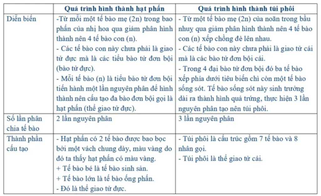 so-sanh-qua-trinh-hinh-thanh-hat-phan-va-tui-phoi-theo-cac-tieu-chi-dien-bien-so-lan-phan-chia-t