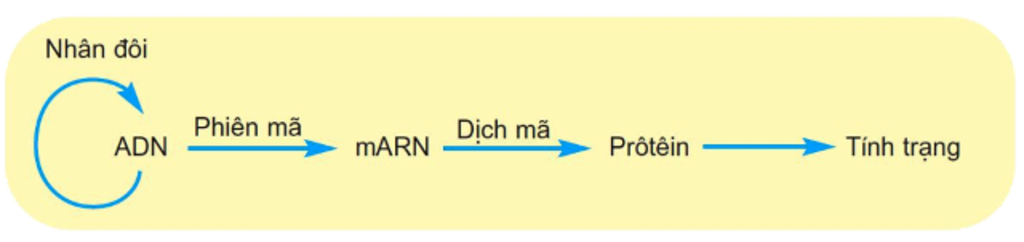 so-sanh-qua-trinh-nhan-doi-phien-ma-va-dich-ma