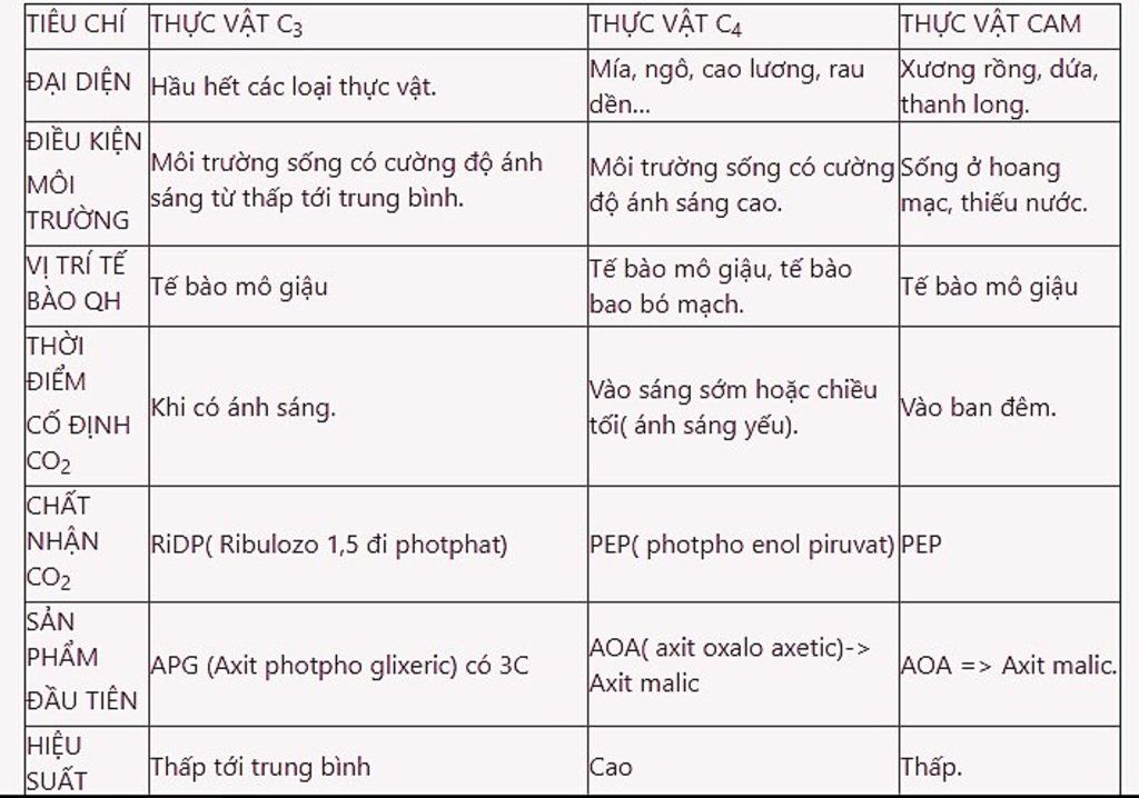 so-sanh-qua-trinh-quang-hop-cua-thuc-vat-c3-c4-va-cam