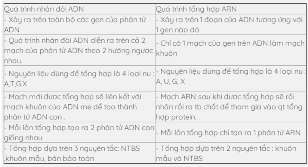so-sanh-qua-trinh-tu-nhan-doi-cua-adn-voi-qua-trinh-tong-hop-arn