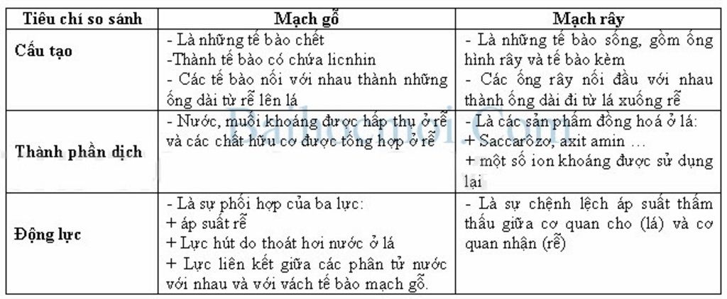 so-sanh-qua-trinh-van-chuyen-nuoc-va-ion-khoang-trong-dong-mach-go-va-dong-mach-ray