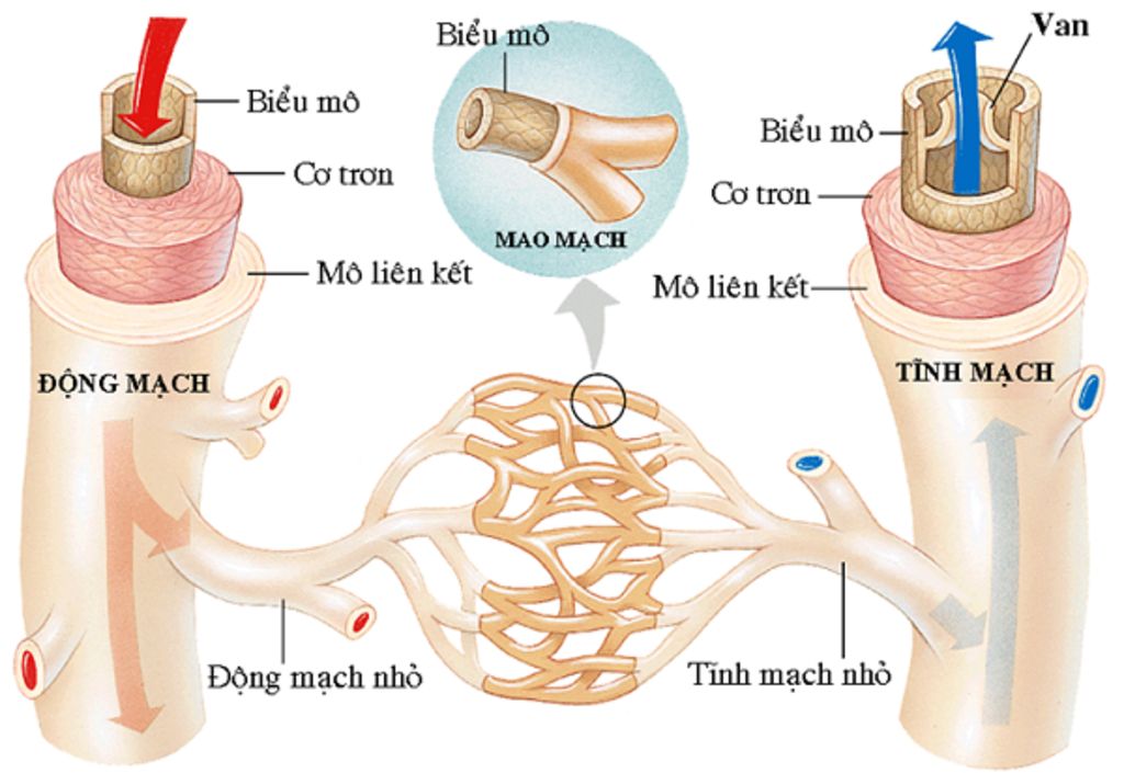 so-sanh-va-chi-ra-su-khac-biet-giua-cac-loai-mach-mau-va-giai-thich-su-khac-nhau-do-ve-hinh-minh