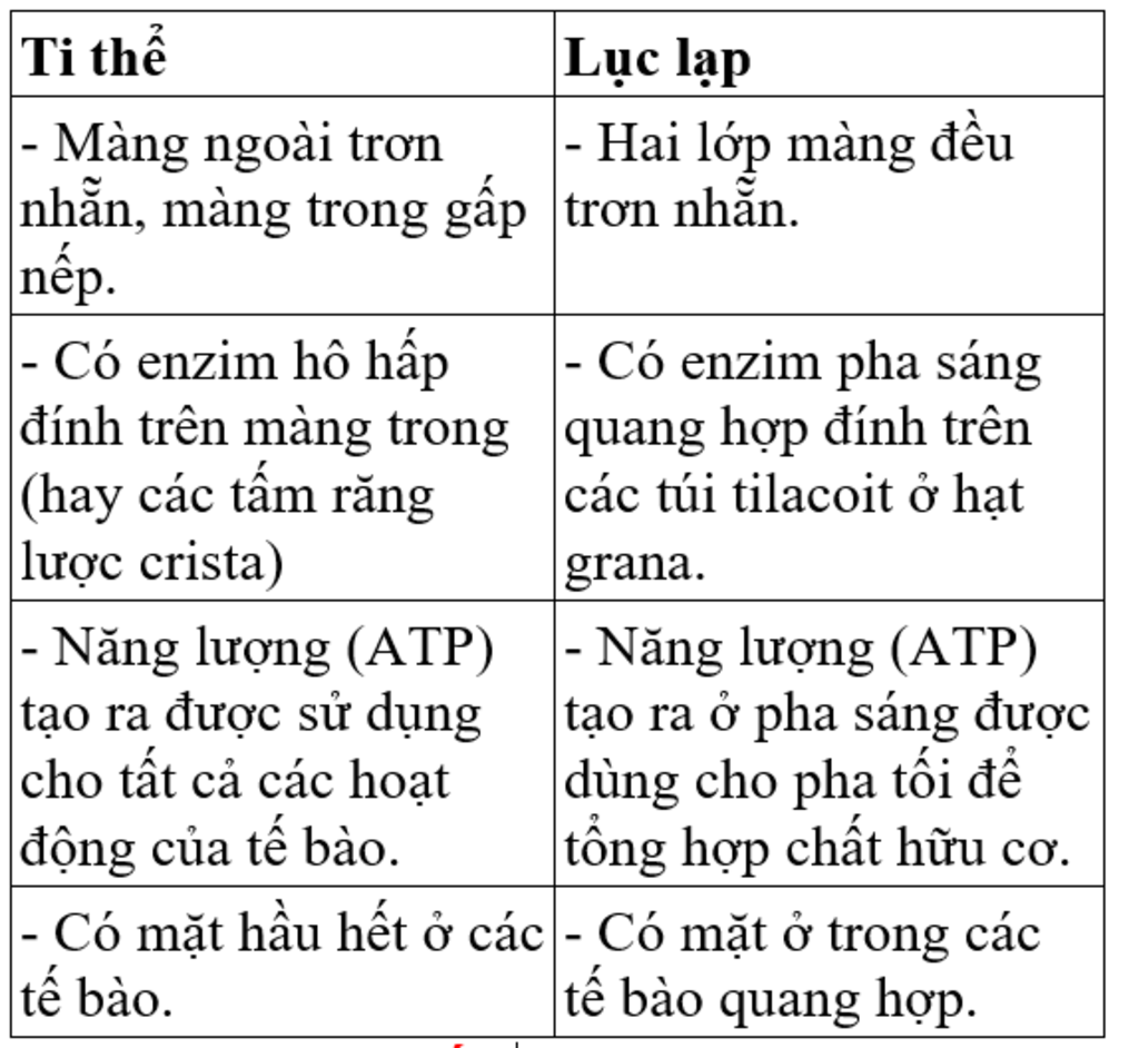 so-sanh-ve-cau-tao-cua-ti-the-va-luc-lap