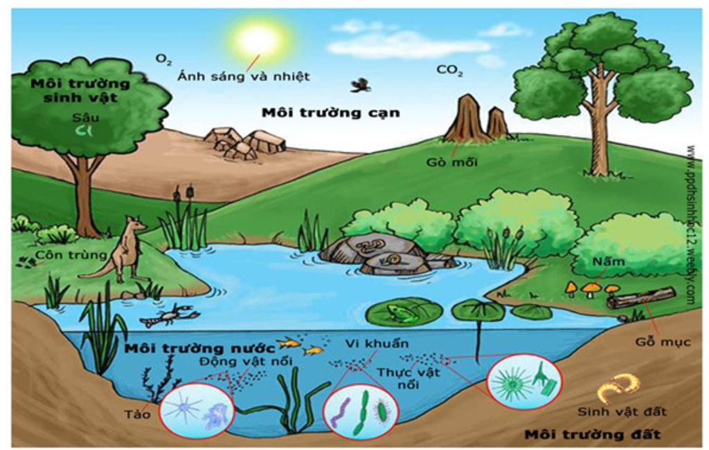 song-trong-thien-nhien-cay-co-quan-he-nhu-the-nao-voi-moi-truong-song-cho-vi-du-minh-hoa-ve-cay