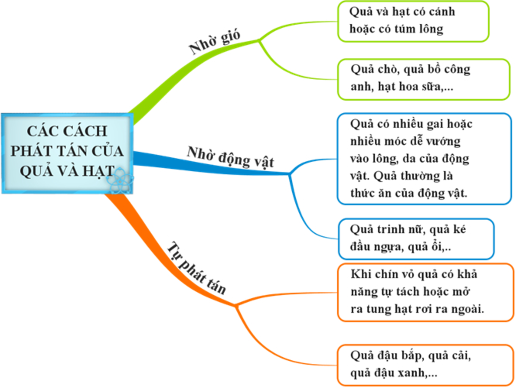 stt-ten-qua-hoac-hat-cach-phat-tan-cua-qua-va-hat-nho-gio-nho-dong-vat-tu-phat-tan-1-qua-cho-2-q