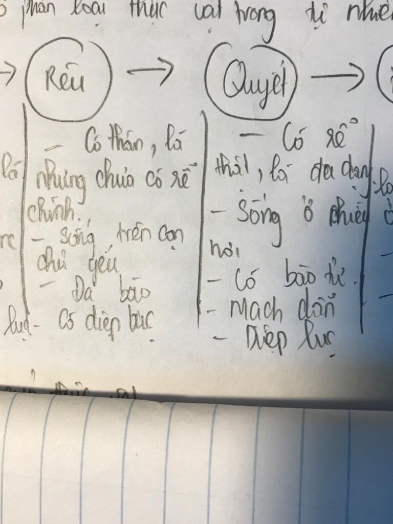 su-khac-nhau-giua-reu-va-duong-i-buffp