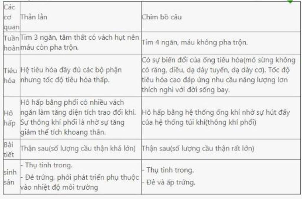 su-khac-nhau-ve-cau-tao-cua-chim-bo-cau-va-than-lan