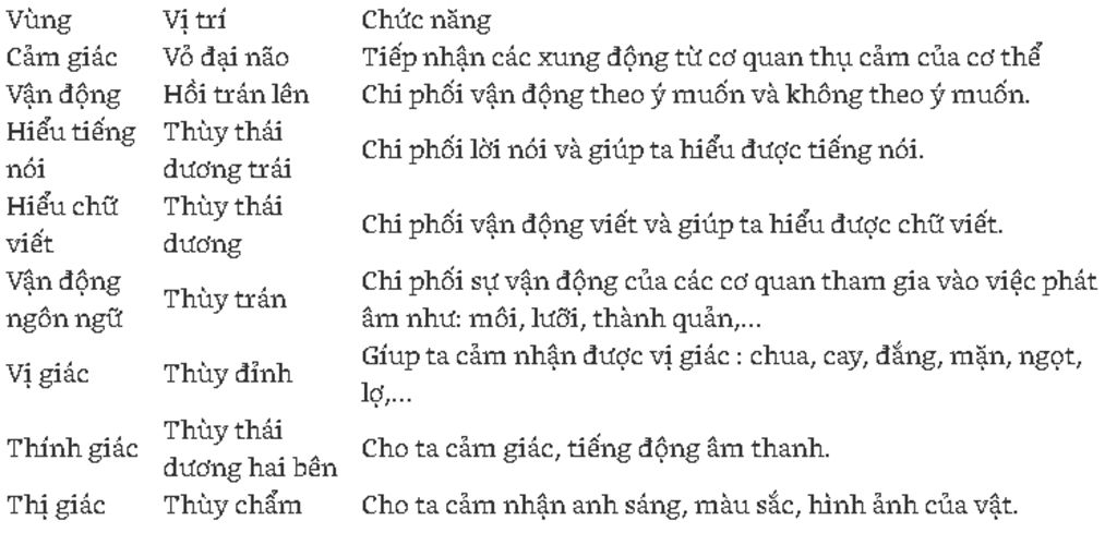 su-phan-bo-cac-vung-thinh-giac-thi-giac-tieng-noi-va-chu-viet-tren-vo-nao