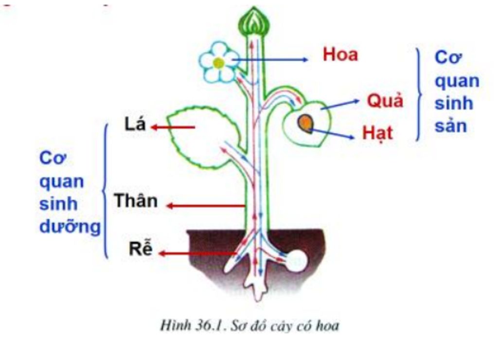 su-phat-trien-cua-co-quan-sinh-san-cua-lop-2-la-mam-va-lop-1-la-mam
