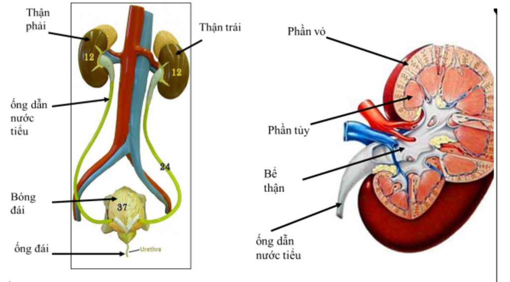 su-thai-nuoc-tieu-dien-ra-nhu-the-nao-dung-hinh-ve-de-minh-hoa