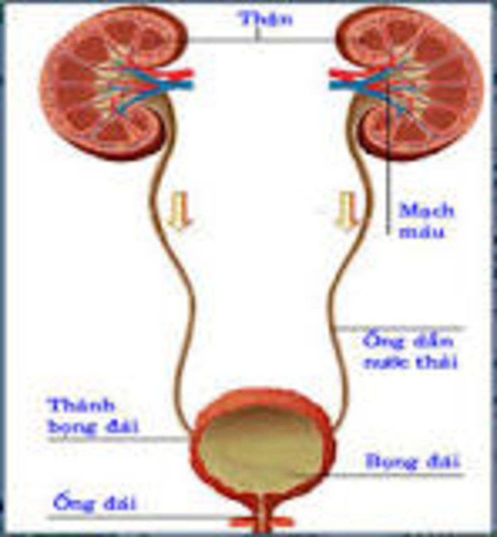 su-thai-nuoc-tieu-dien-ra-nhu-the-nao-nguyen-nhan-gay-benh-soi-than-soi-bong-dai