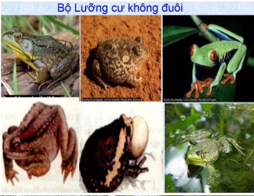 suu-tam-tu-lieu-ve-moi-truong-song-cau-tao-ngoai-di-chuyen-tap-tinh-cua-1-dai-dien-dong-vat-luon