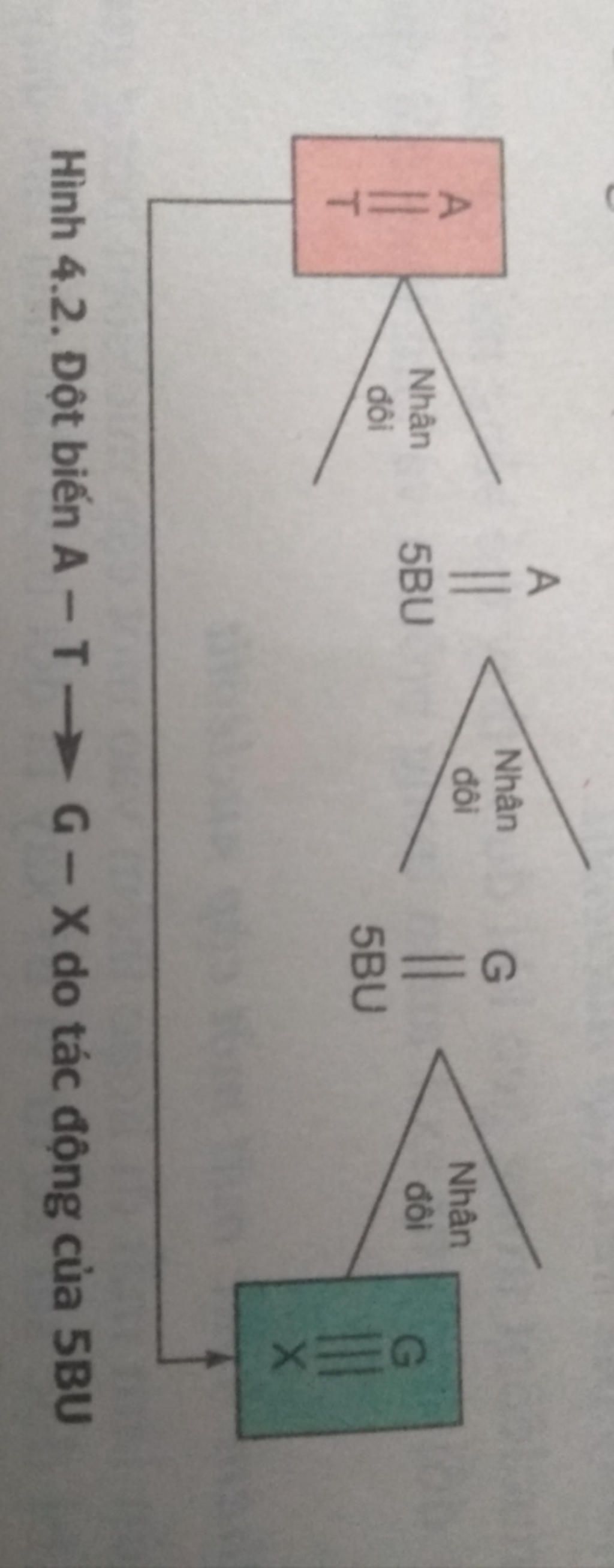 tac-nhan-hoa-hoc-5-brom-urain-la-chat-dong-dang-cua-timin-gay-dot-bien-dang-j