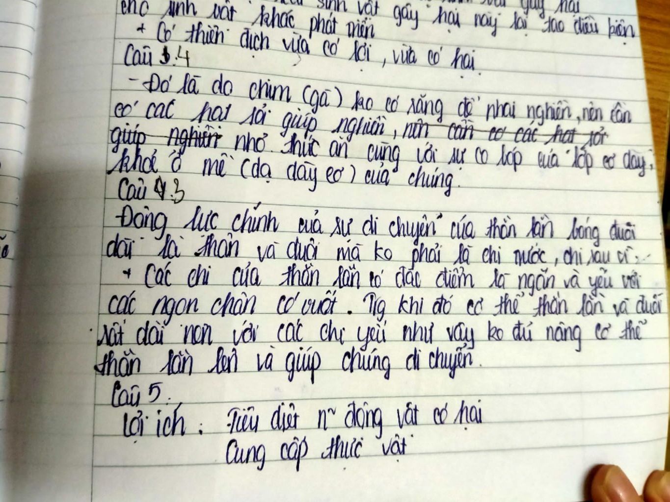 tai-sao-chim-ga-lai-nho-cac-hon-soi-de-nhai-nghien-thuc-an