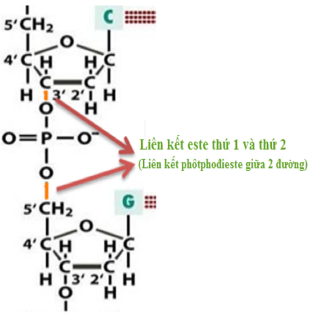 tai-sao-nucleotit-nay-chi-noi-voi-nucleotit-khac-tai-vi-tri-cacbon-so-3-c-3