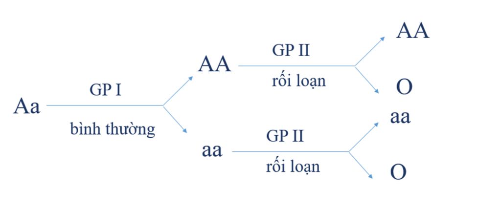 tai-sao-sao-kieu-gen-di-hop-aa-khong-phan-li-trong-lan-phan-bao-thu-2-tao-ra-giao-tu-aa-aa-o