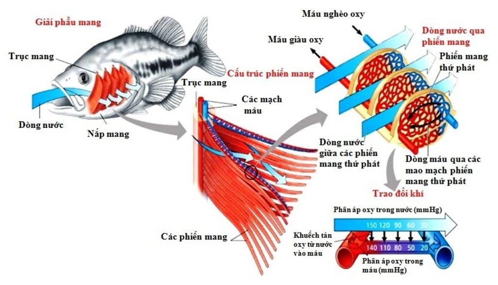 tai-sao-trong-mang-ca-dong-mau-chay-song-song-va-nguoc-chieu-dong-nuoc-chay-ben-ngoai-vao-giai-t