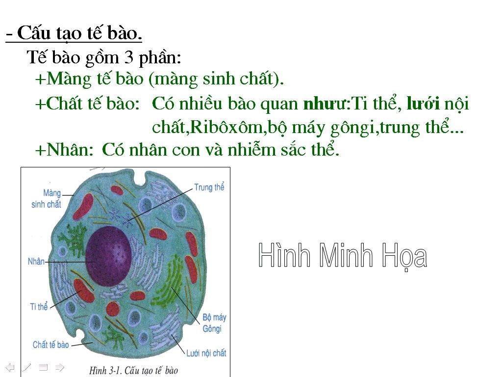 te-bao-co-thanh-phan-cau-tao-nhu-the-nao-chuc-nang-cua-cac-bao-quan-trong-te-bao