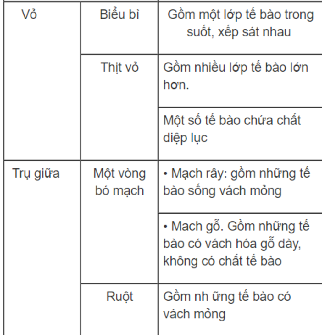 than-non-co-cau-tao-gom-nhung-thanh-phan-chu-yeu-nao-hay-neu-cau-tao-trong-va-chuc-nang-cac-bo-p