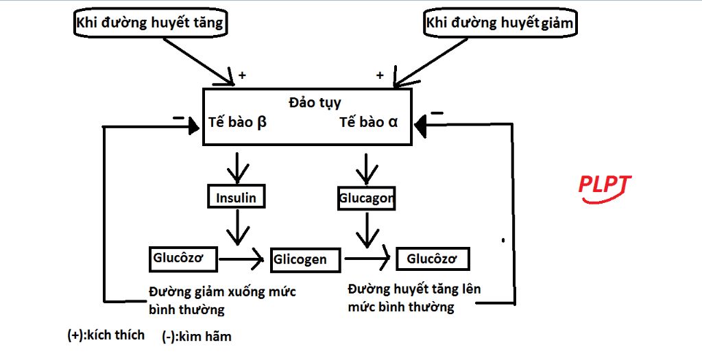 the-nao-la-benh-tieu-duong-em-hay-so-do-hoa-qua-trinh-dieu-hoa-luong-duong-trong-mau-boi-vai-tro