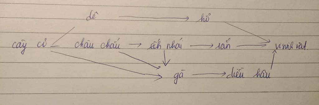 the-nao-la-chuoi-thuc-an-the-nao-la-luoi-thuc-an-cho-vi-du-3-5-chuoi-thuc-an-khac-nhau-co-cac-ma