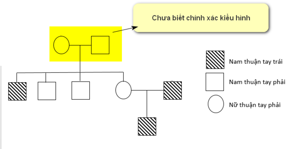 theo-gioi-su-bieu-hie-cua-tinh-trang-thuan-tay-phai-hay-tay-trai-trong-1-gia-dinh-no-nguoi-ta-th