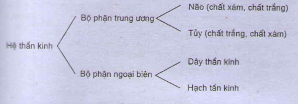 thiet-ke-so-do-cau-tao-va-chuc-nang-cua-he-than-kinh-cua-bai-than-kinh-va-giac-quan-vao-vo