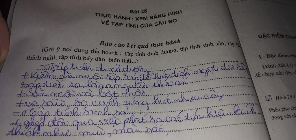 thuc-hanh-trinh-chieu-ve-cac-dai-dien-va-tap-tinh-cua-lop-sau-bo-bai-28-ok