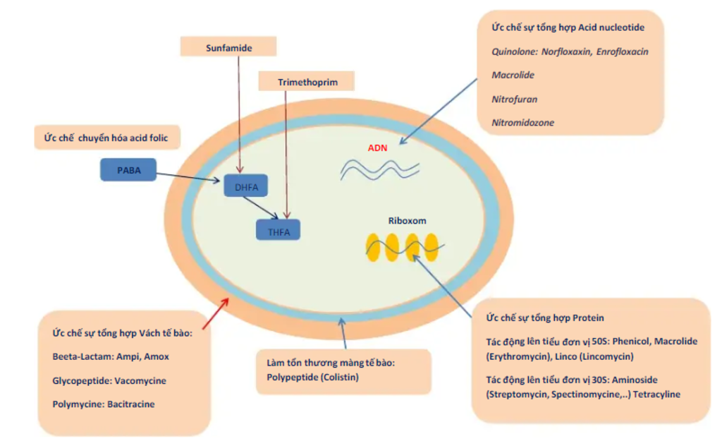 thuoc-khang-sinh-tac-dong-den-cac-vi-khuan-ntn