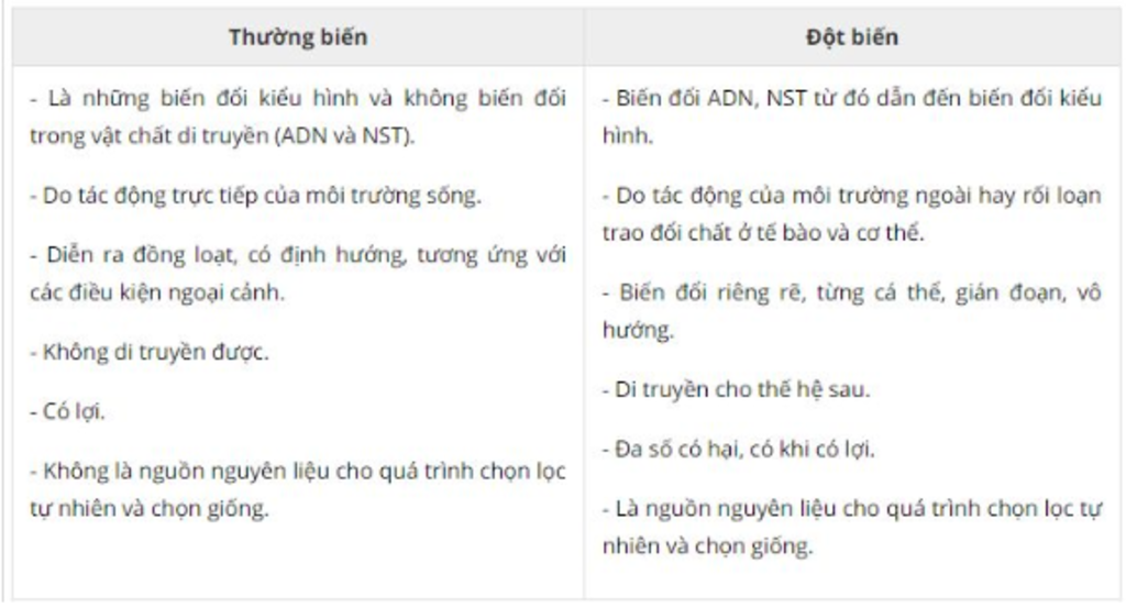 thuong-bien-la-gi-so-sanh-thuong-bien-voi-dot-bien