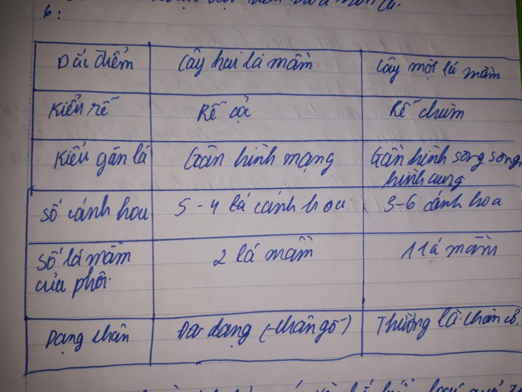 tim-nhung-diem-giong-nhau-va-khac-nhau-giua-hat-cua-cay-hai-la-man-va-cay-mot-la-mam