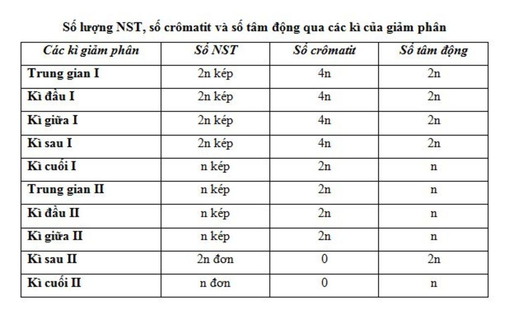 tinh-so-cromatit-nhiem-sac-the-kep-nhiem-sac-the-don-tam-dong-o-cac-ky-cua-nguyen-phan-va-giam-p