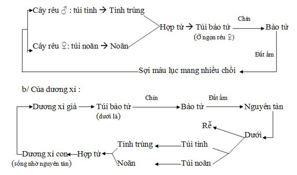 tom-tat-qua-trinh-phat-trien-cua-cay-reu-tom-tat-qua-trinh-phat-trien-cua-cay-duong-si-so-sanh-c