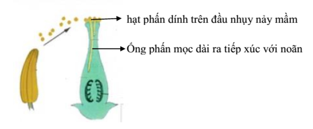 tom-tat-su-tao-thanh-qua-hat-sau-thu-tinh-o-thuc-vat-co-hoa