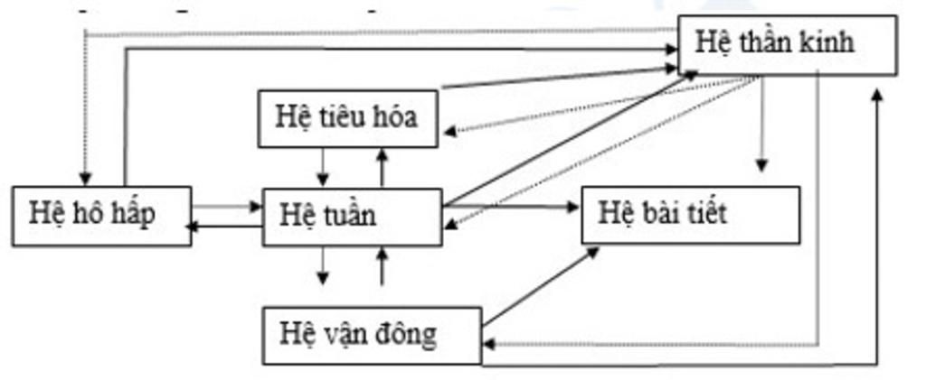 tra-loi-nhanh-giup-mk-nha-phan-tich-moi-quan-he-giua-cac-he-co-quan-rut-ra-tinh-thong-nhat