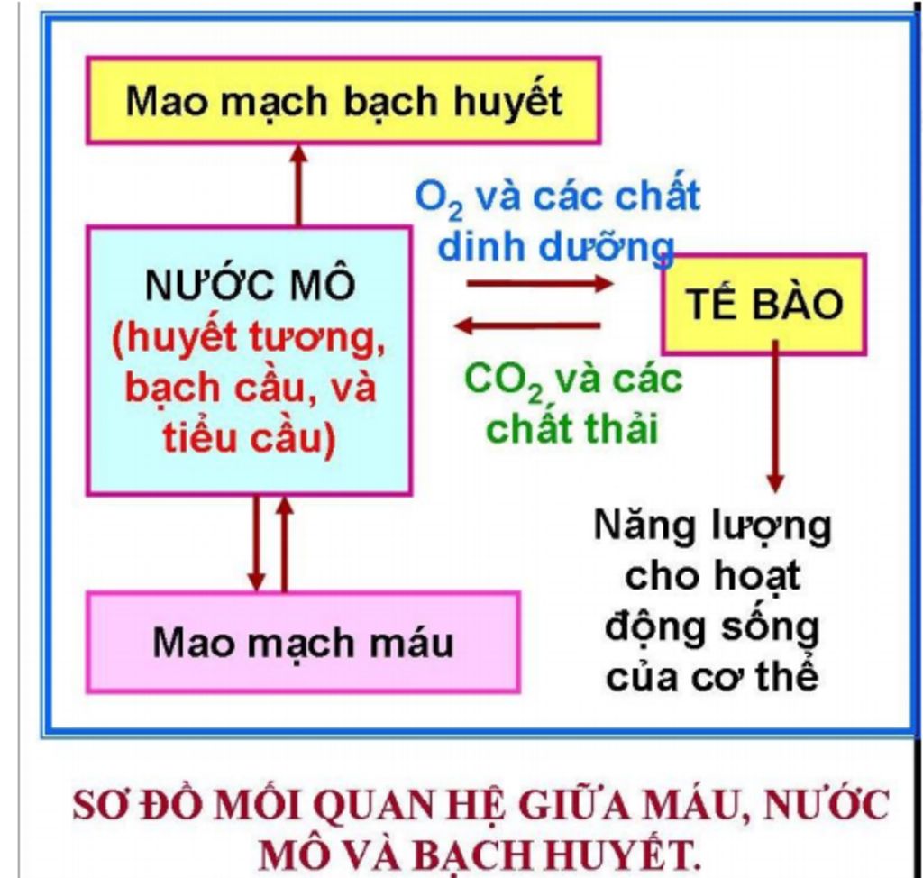 trao-doi-nuoc-trao-doi-khi-trao-doi-chat-dinh-duong-o-sinh-vat-nhu-the-nao
