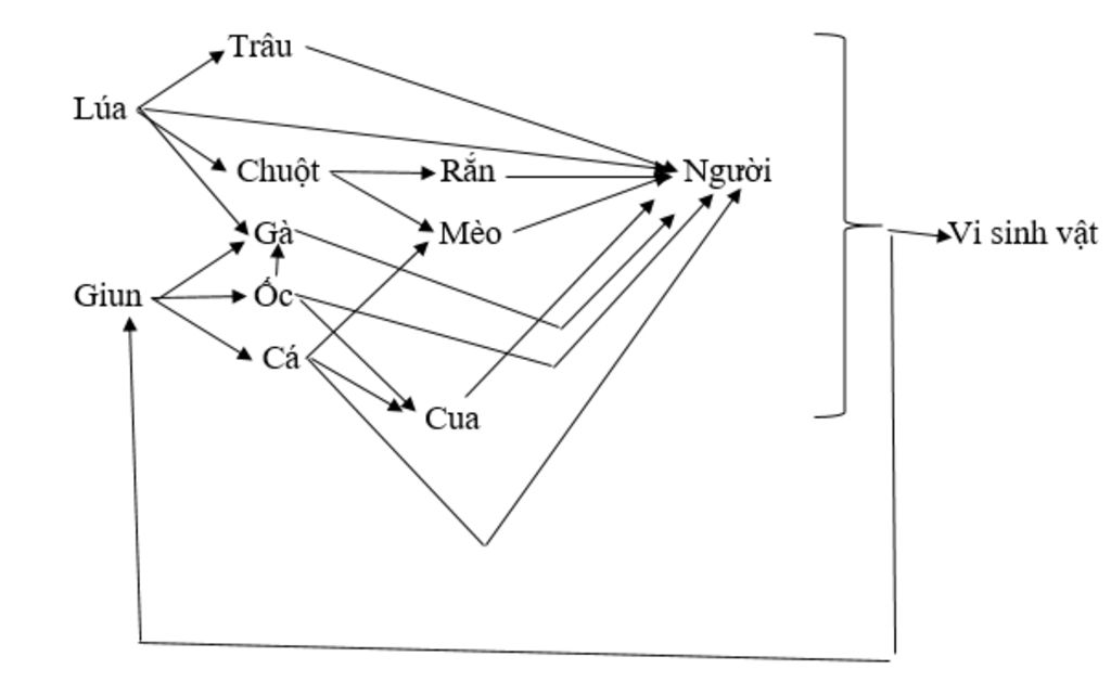 tren-canh-dong-lua-co-cac-sinh-vat-sau-lua-trau-chuot-chim-sau-ca-cua-ran-meo-ga-giun-oc-nguoi-v