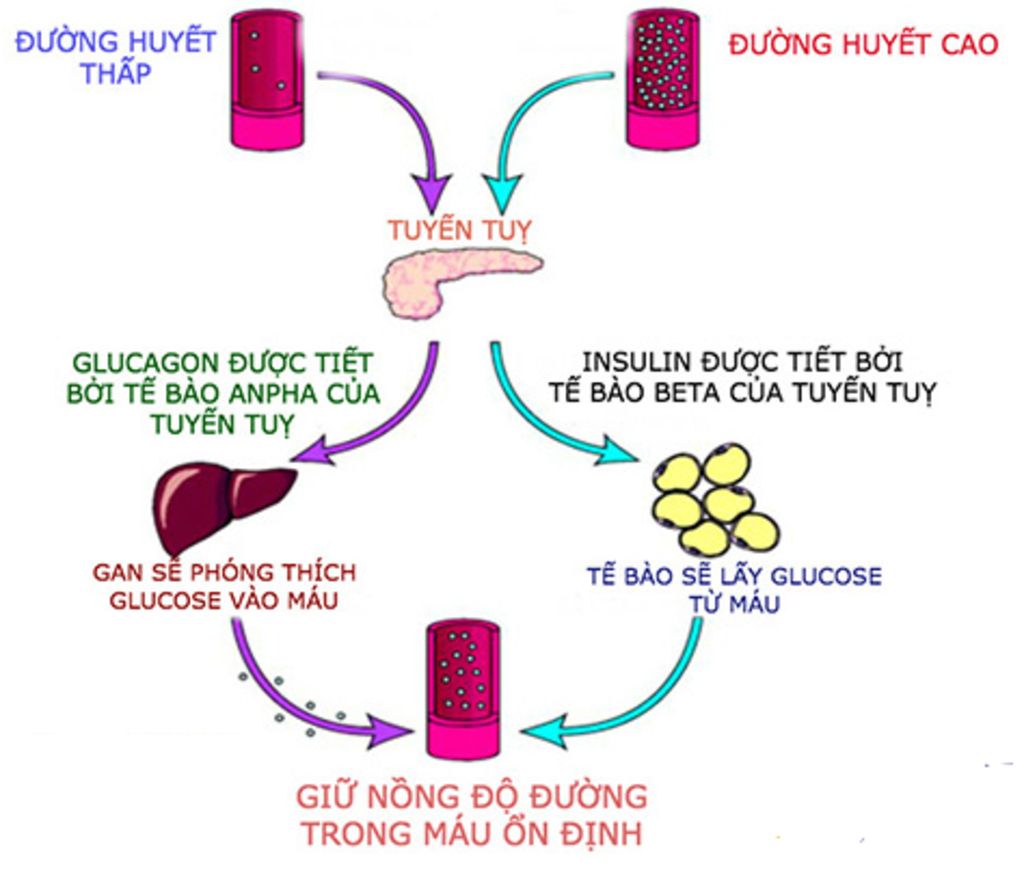 trinh-bay-bang-so-do-co-che-dieu-hoa-cua-gan-khi-nong-do-duong-trong-mau-tang-len-trinh-bay-bang
