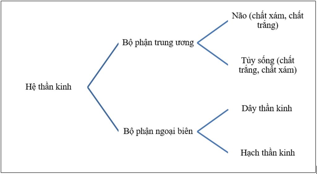 trinh-bay-cac-bo-phan-cua-he-than-kinh-va-thanh-phan-cau-tao-cua-chung