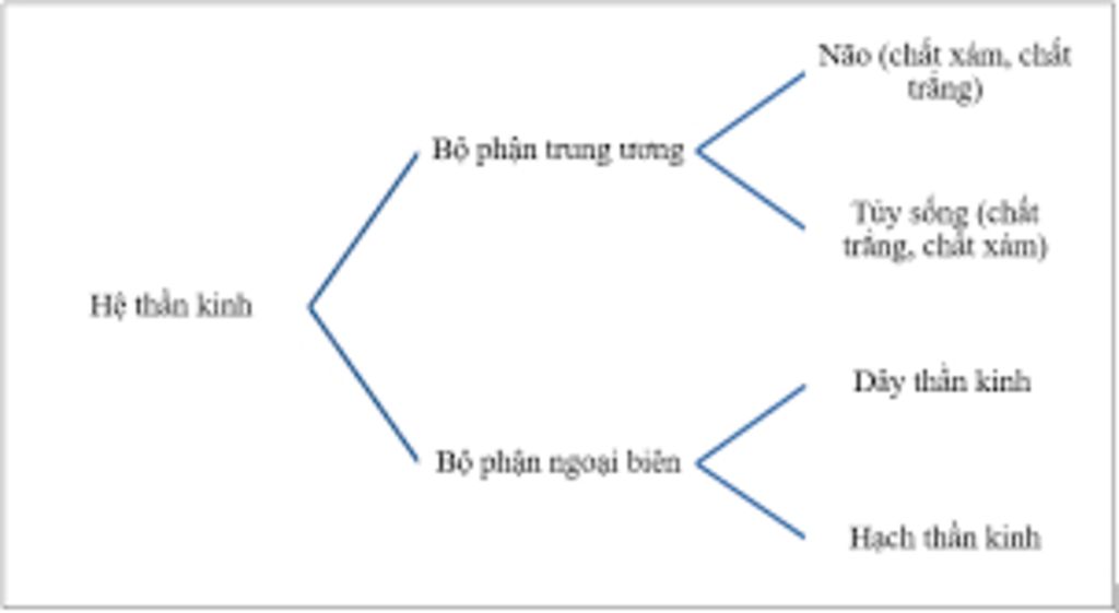 trinh-bay-cac-bo-phan-cua-he-than-kinh-va-thanh-phan-cau-tao-cua-chung-duoi-dang-so-do