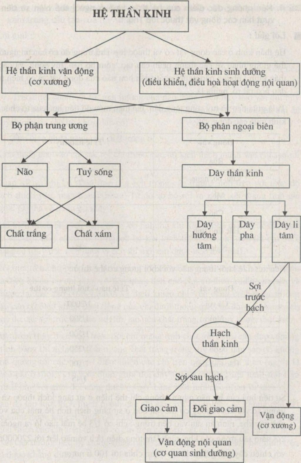 trinh-bay-cac-bo-phan-cua-he-than-kinh-va-thanh-phan-cau-tao-cua-chung-ve-chung-duoi-dang-so-do