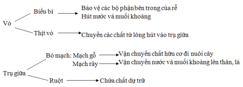 trinh-bay-cau-tao-chi-tiet-mien-hut-cua-re