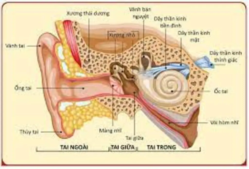 trinh-bay-cau-tao-cua-tai-neu-co-che-truyen-song-am