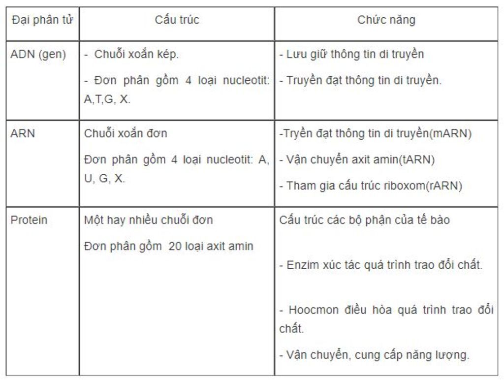 trinh-bay-cau-tao-phan-tu-adn-arn-va-protein