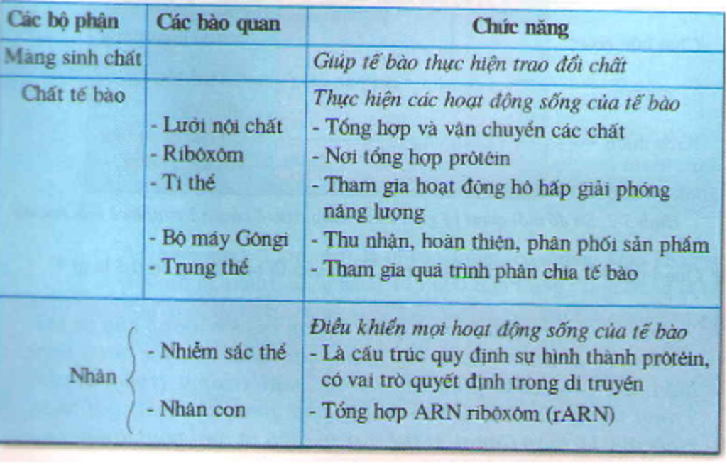 trinh-bay-cau-tao-te-bao-cho-bik-chuc-nang-cua-cac-thanh-phan