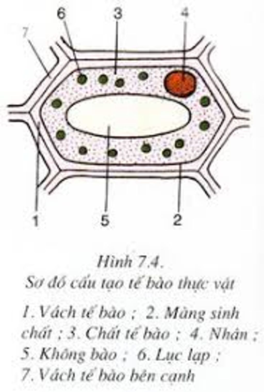 trinh-bay-cau-tao-te-bao-thuc-vat-ve-va-chu-thich-cau-tao-te-bao-thuc-vat